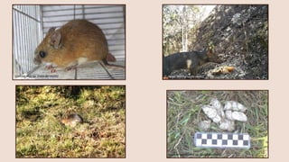 Cerradomys sp. (rato-do-mato)
Cavia aperea (preá)
C. thous (cachorro-do-mato)
Fezes de Leopardus sp. (gato-do-mato)
 