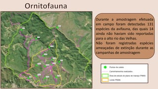 Durante a amostragem efetuada
em campo foram detectadas 131
espécies da avifauna, das quais 14
ainda não haviam sido reportadas
para o alto rio das Velhas.
Não foram registradas espécies
ameaçadas de extinção durante as
campanhas de amostragem
 