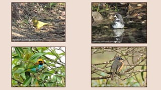 Myiothlypis flaveola (Canário-do-mato)
Polystictus superciliaris (Papa-moscas-de-costas-cinzentas)
Coleirinho (Sporophila caerulescens)
Tangara cyanoventris (Saíra-douradinha)
 