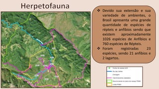 ❖ Devido sua extensão e sua
variedade de ambientes, o
Brasil apresenta uma grande
quantidade de espécies de
répteis e anfíbios sendo que
existem aproximadamente
1026 espécies de Anfíbios e
760 espécies de Répteis.
❖ Foram registradas 23
espécies, sendo 21 anfíbios e
2 lagartos.
 
