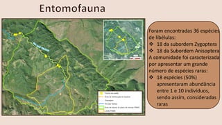 Foram encontradas 36 espécies
de libélulas:
❖ 18 da subordem Zygoptera
❖ 18 da Subordem Anisoptera
A comunidade foi caracterizada
por apresentar um grande
número de espécies raras:
❖ 18 espécies (50%)
apresentaram abundância
entre 1 e 10 indivíduos,
sendo assim, consideradas
raras
 