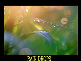 RAIN DROPS 