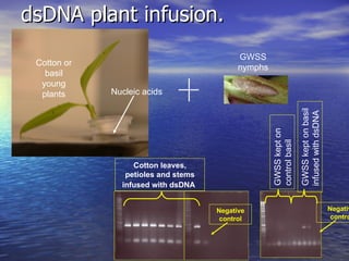 RNA interference Activity in Glassy-winged Sharpshooter Cells and Whole Insects  - Falk - Pierce's Disease Conference 2008