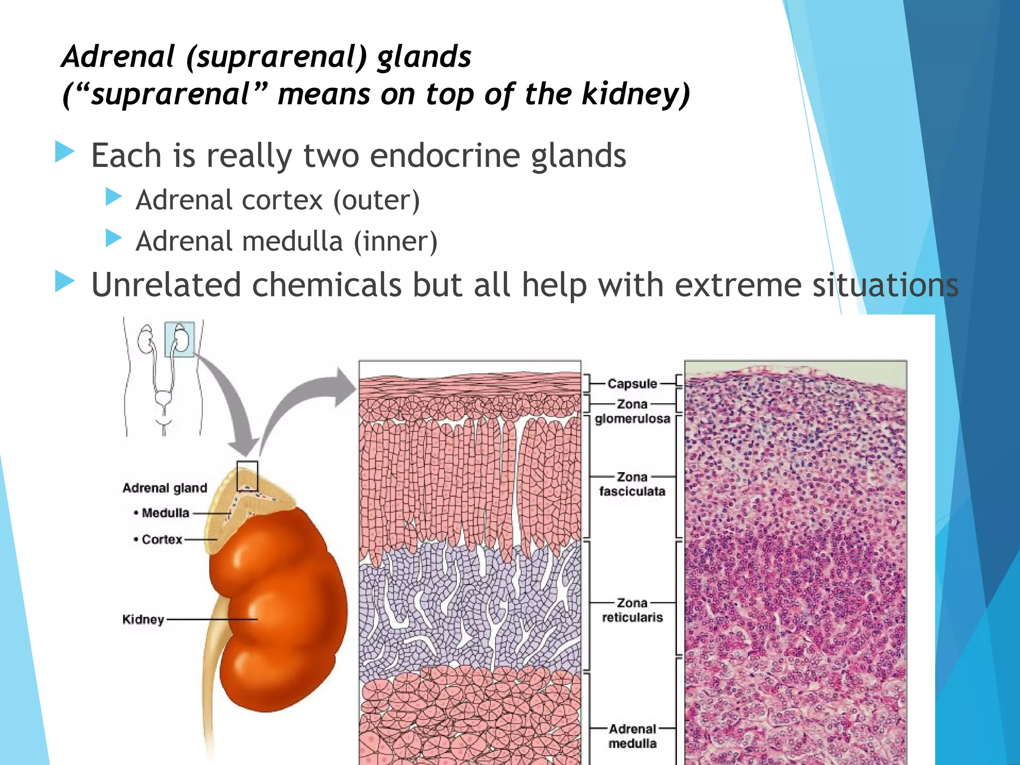 Adrenal (suprarenal) glands
(“suprarenal” means on top of the kidney)
 Each is really two endocrine glands
 Adrenal cortex (outer)
 Adrenal medulla (inner)
 Unrelated chemicals but all help with extreme situations
11
 