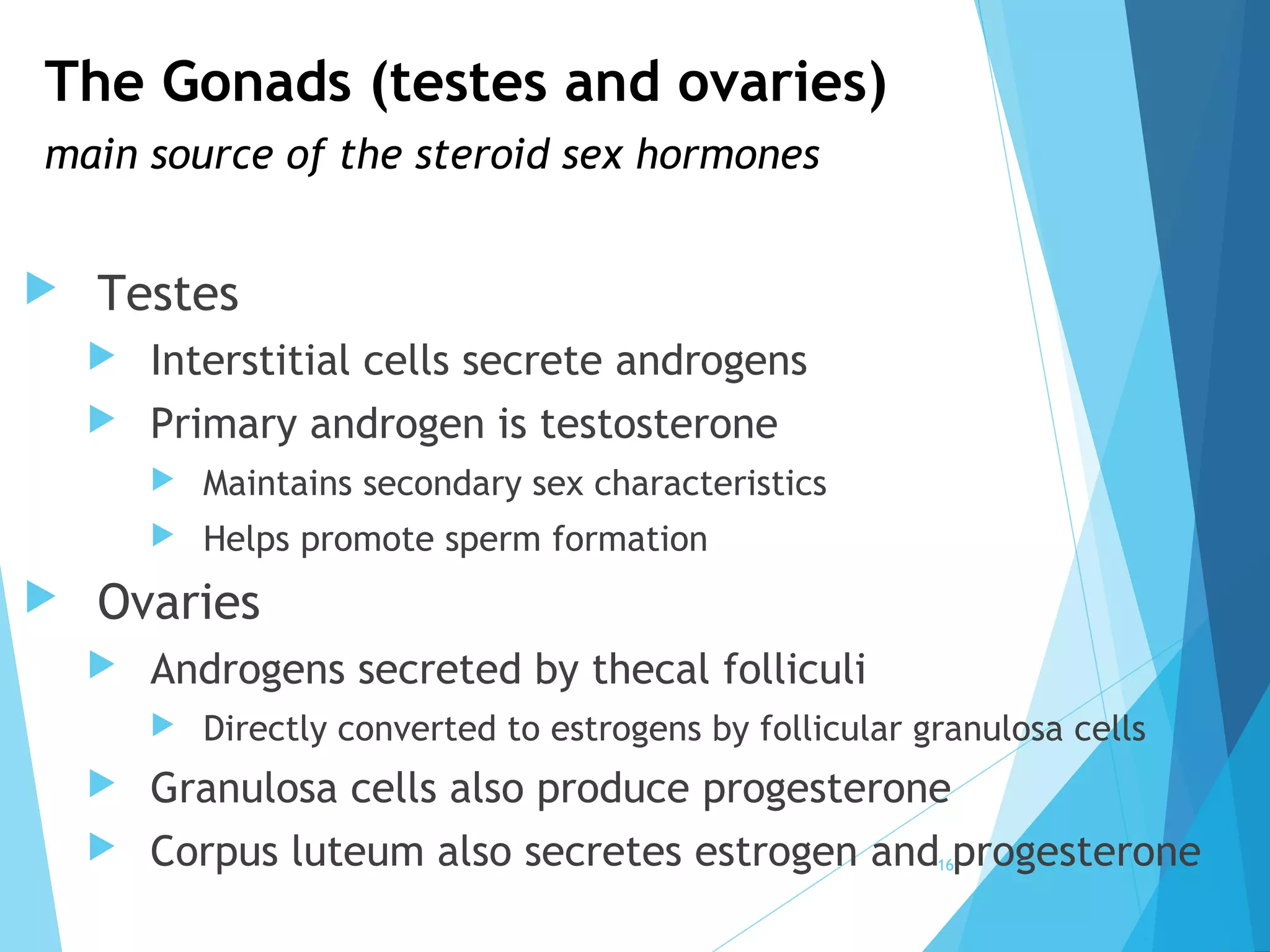 The Gonads (testes and ovaries)
main source of the steroid sex hormones
 Testes
 Interstitial cells secrete androgens
 Primary androgen is testosterone
 Maintains secondary sex characteristics
 Helps promote sperm formation
 Ovaries
 Androgens secreted by thecal folliculi
 Directly converted to estrogens by follicular granulosa cells
 Granulosa cells also produce progesterone
 Corpus luteum also secretes estrogen and progesterone16
 
