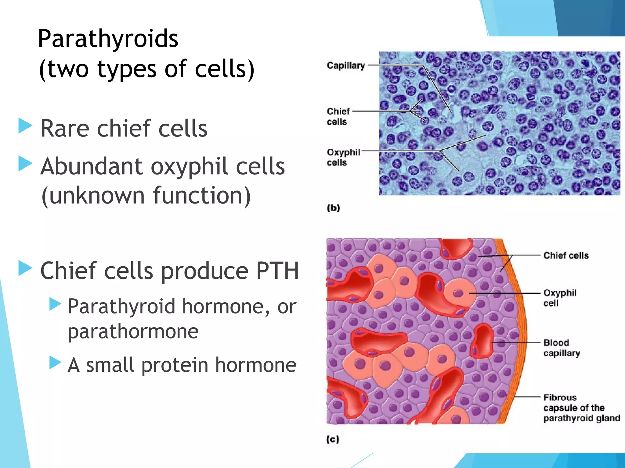 Parathyroids
(two types of cells)
 Rare chief cells
 Abundant oxyphil cells
(unknown function)
 Chief cells produce PTH
 Parathyroid hormone, or
parathormone
 A small protein hormone
9
 