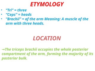 ABOUT THE MUSCLES TRICEPS LOCATED IN UPPER ARM | PPTX