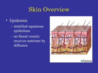 Skin Overview Epidermis stratified squamous epithelium no blood vessels:  receives nutrients by diffusion 