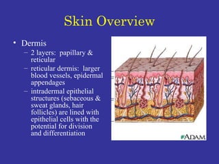 Skin Overview Dermis 2 layers:  papillary & reticular reticular dermis:  larger blood vessels, epidermal appendages intradermal epithelial structures (sebaceous & sweat glands, hair follicles) are lined with epithelial cells with the potential for division and differentiation 