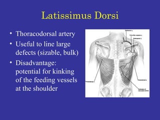 Latissimus Dorsi Thoracodorsal artery  Useful to line large defects (sizable, bulk) Disadvantage:  potential for kinking of the feeding vessels at the shoulder  