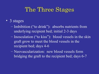 The Three Stages 3 stages Imbibition (“to drink”):  absorbs nutrients from underlying recipient bed; initial 2-3 days Inosculation (“to kiss”):  blood vessels in the skin graft grow to meet the blood vessels in the recipient bed; days 4-6 Neovascularization:  new blood vessels form bridging the graft to the recipient bed; days 6-7 