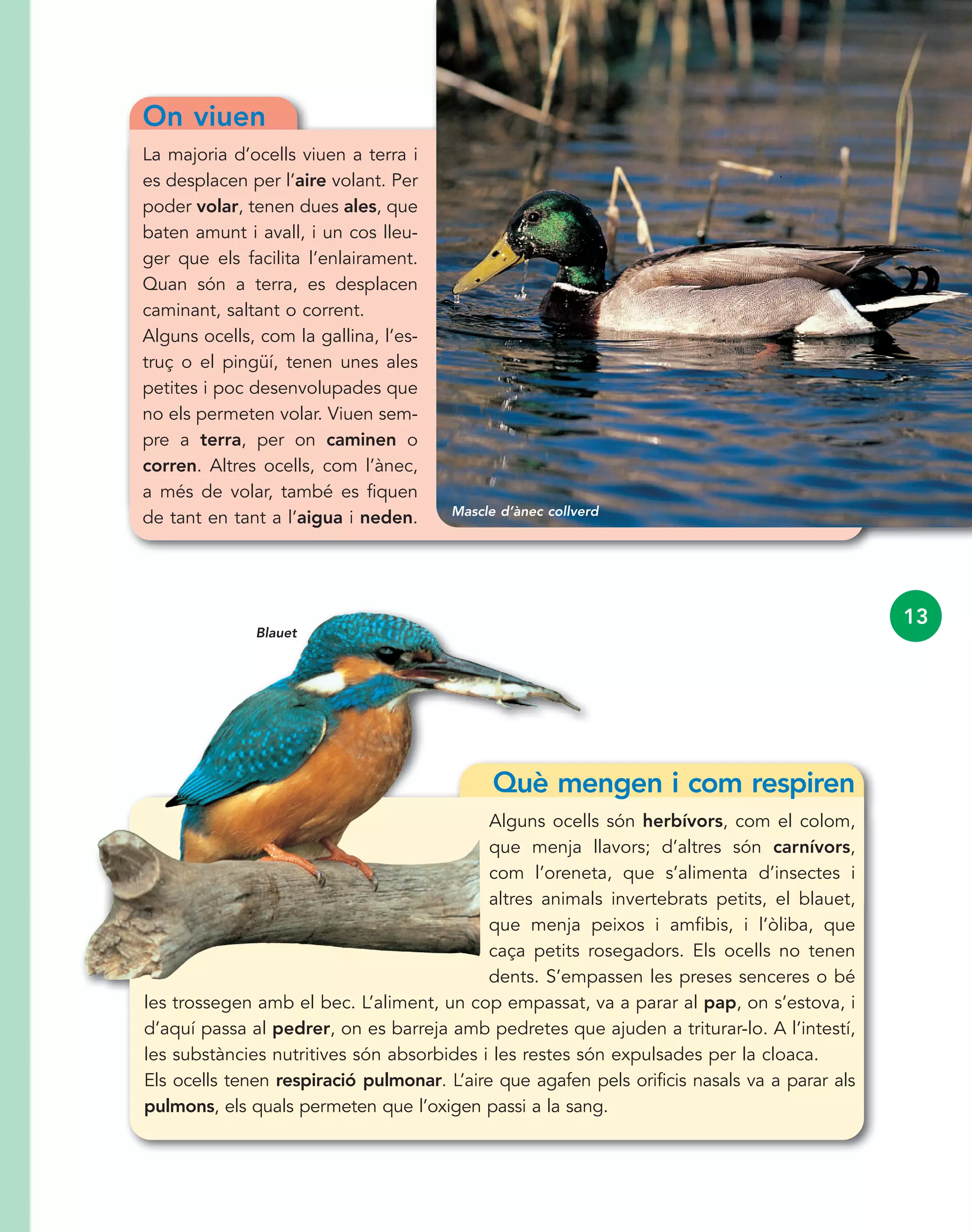 On viuen
La majoria d’ocells viuen a terra i
es desplacen per l’aire volant. Per
poder volar, tenen dues ales, que
baten amunt i avall, i un cos lleu-
ger que els facilita l’enlairament.
Quan són a terra, es desplacen
caminant, saltant o corrent.
Alguns ocells, com la gallina, l’es-
truç o el pingüí, tenen unes ales
petites i poc desenvolupades que
no els permeten volar. Viuen sem-
pre a terra, per on caminen o
corren. Altres ocells, com l’ànec,
a més de volar, també es fiquen
de tant en tant a l’aigua i neden.
Què mengen i com respiren
Alguns ocells són herbívors, com el colom,
que menja llavors; d’altres són carnívors,
com l’oreneta, que s’alimenta d’insectes i
altres animals invertebrats petits, el blauet,
que menja peixos i amfibis, i l’òliba, que
caça petits rosegadors. Els ocells no tenen
dents. S’empassen les preses senceres o bé
les trossegen amb el bec. L’aliment, un cop empassat, va a parar al pap, on s’estova, i
d’aquí passa al pedrer, on es barreja amb pedretes que ajuden a triturar-lo. A l’intestí,
les substàncies nutritives són absorbides i les restes són expulsades per la cloaca.
Els ocells tenen respiració pulmonar. L’aire que agafen pels orificis nasals va a parar als
pulmons, els quals permeten que l’oxigen passi a la sang.
13
Mascle d’ànec collverd
Blauet
 