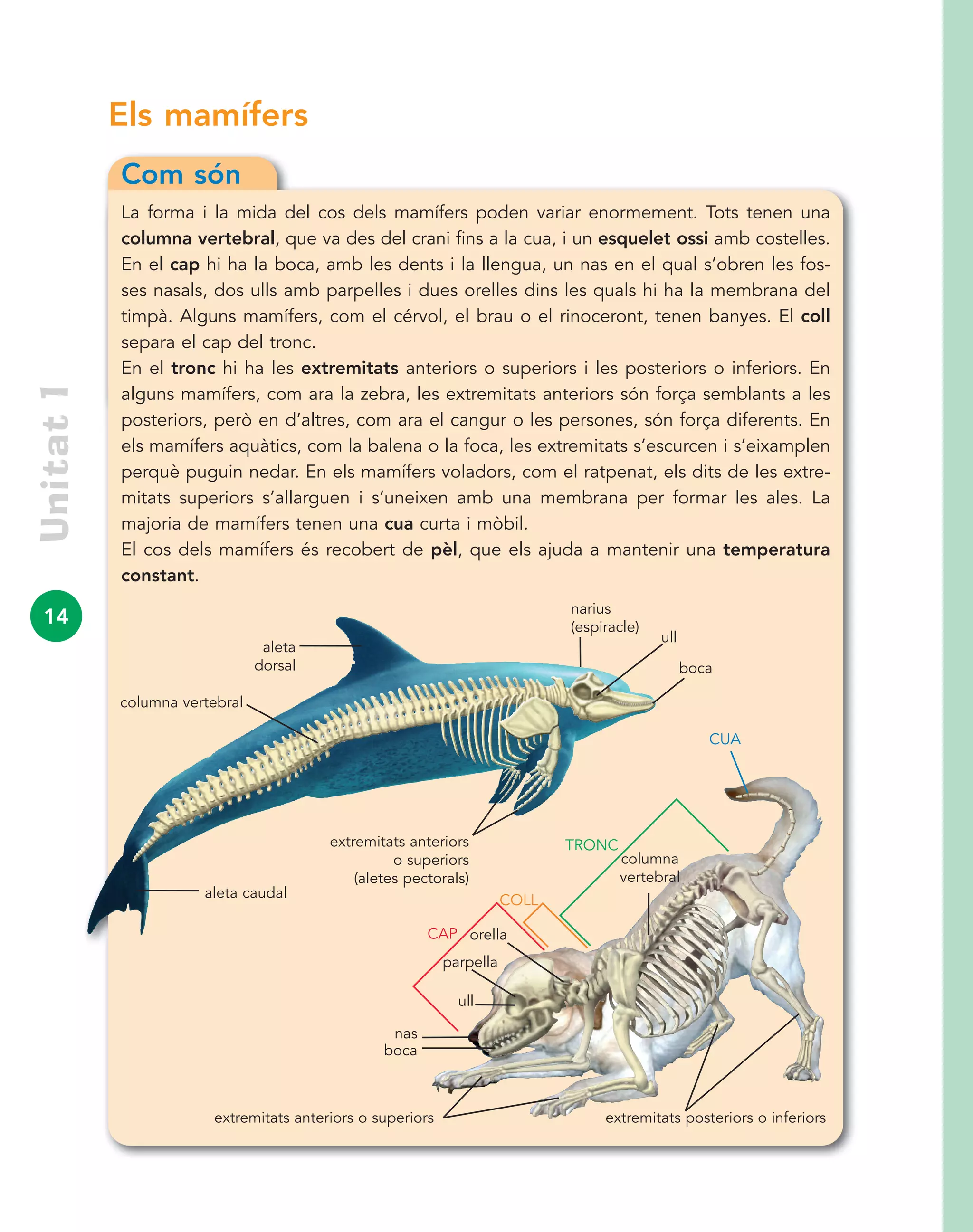 14
Unitat1
Com són
La forma i la mida del cos dels mamífers poden variar enormement. Tots tenen una
columna vertebral, que va des del crani fins a la cua, i un esquelet ossi amb costelles.
En el cap hi ha la boca, amb les dents i la llengua, un nas en el qual s’obren les fos-
ses nasals, dos ulls amb parpelles i dues orelles dins les quals hi ha la membrana del
timpà. Alguns mamífers, com el cérvol, el brau o el rinoceront, tenen banyes. El coll
separa el cap del tronc.
En el tronc hi ha les extremitats anteriors o superiors i les posteriors o inferiors. En
alguns mamífers, com ara la zebra, les extremitats anteriors són força semblants a les
posteriors, però en d’altres, com ara el cangur o les persones, són força diferents. En
els mamífers aquàtics, com la balena o la foca, les extremitats s’escurcen i s’eixamplen
perquè puguin nedar. En els mamífers voladors, com el ratpenat, els dits de les extre-
mitats superiors s’allarguen i s’uneixen amb una membrana per formar les ales. La
majoria de mamífers tenen una cua curta i mòbil.
El cos dels mamífers és recobert de pèl, que els ajuda a mantenir una temperatura
constant.
Els mamífers
boca
ull
CUA
ull
nas
boca
orellaCAP
COLL
TRONC
extremitats anteriors o superiors extremitats posteriors o inferiors
narius
(espiracle)
aleta
dorsal
extremitats anteriors
o superiors
(aletes pectorals)
aleta caudal
parpella
columna vertebral
columna
vertebral
 