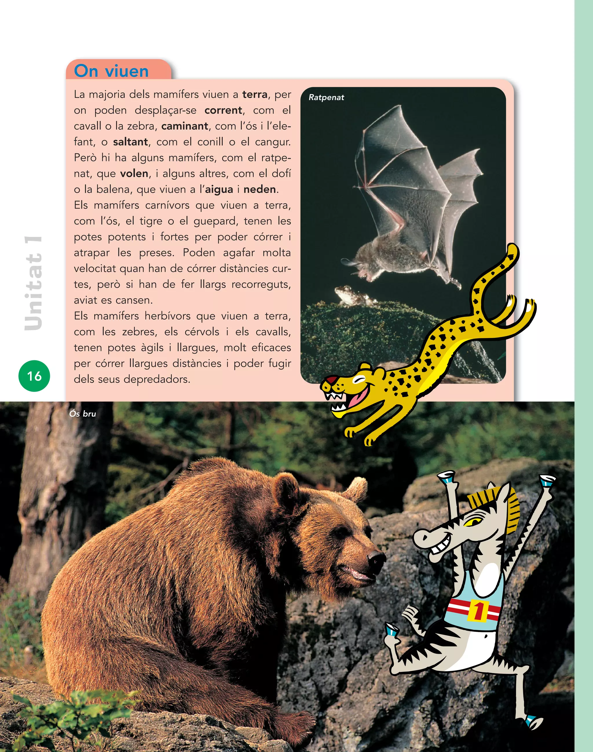 16
Unitat1
On viuen
La majoria dels mamífers viuen a terra, per
on poden desplaçar-se corrent, com el
cavall o la zebra, caminant, com l’ós i l’ele-
fant, o saltant, com el conill o el cangur.
Però hi ha alguns mamífers, com el ratpe-
nat, que volen, i alguns altres, com el dofí
o la balena, que viuen a l’aigua i neden.
Els mamífers carnívors que viuen a terra,
com l’ós, el tigre o el guepard, tenen les
potes potents i fortes per poder córrer i
atrapar les preses. Poden agafar molta
velocitat quan han de córrer distàncies cur-
tes, però si han de fer llargs recorreguts,
aviat es cansen.
Els mamífers herbívors que viuen a terra,
com les zebres, els cérvols i els cavalls,
tenen potes àgils i llargues, molt eficaces
per córrer llargues distàncies i poder fugir
dels seus depredadors.
Ratpenat
Ós bru
 