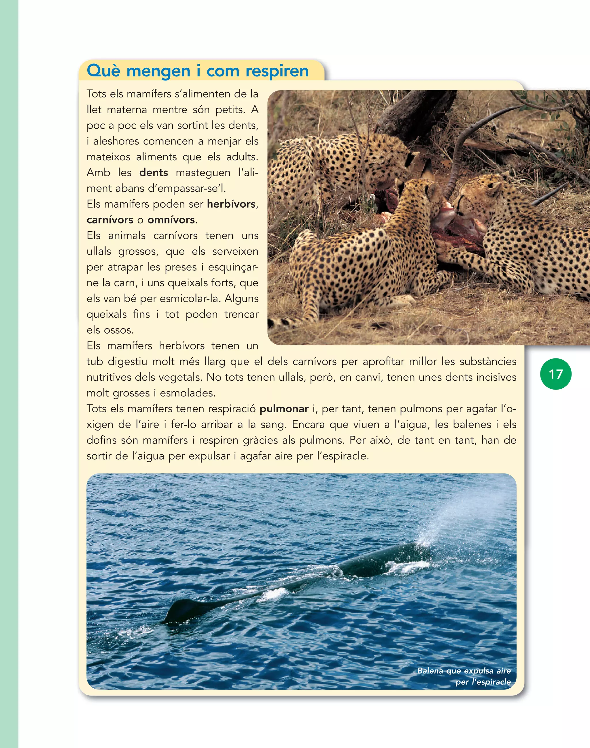 Balena que expulsa aire
per l’espiracle
17
Què mengen i com respiren
Tots els mamífers s’alimenten de la
llet materna mentre són petits. A
poc a poc els van sortint les dents,
i aleshores comencen a menjar els
mateixos aliments que els adults.
Amb les dents masteguen l’ali-
ment abans d’empassar-se’l.
Els mamífers poden ser herbívors,
carnívors o omnívors.
Els animals carnívors tenen uns
ullals grossos, que els serveixen
per atrapar les preses i esquinçar-
ne la carn, i uns queixals forts, que
els van bé per esmicolar-la. Alguns
queixals fins i tot poden trencar
els ossos.
Els mamífers herbívors tenen un
tub digestiu molt més llarg que el dels carnívors per aprofitar millor les substàncies
nutritives dels vegetals. No tots tenen ullals, però, en canvi, tenen unes dents incisives
molt grosses i esmolades.
Tots els mamífers tenen respiració pulmonar i, per tant, tenen pulmons per agafar l’o-
xigen de l’aire i fer-lo arribar a la sang. Encara que viuen a l’aigua, les balenes i els
dofins són mamífers i respiren gràcies als pulmons. Per això, de tant en tant, han de
sortir de l’aigua per expulsar i agafar aire per l’espiracle.
 