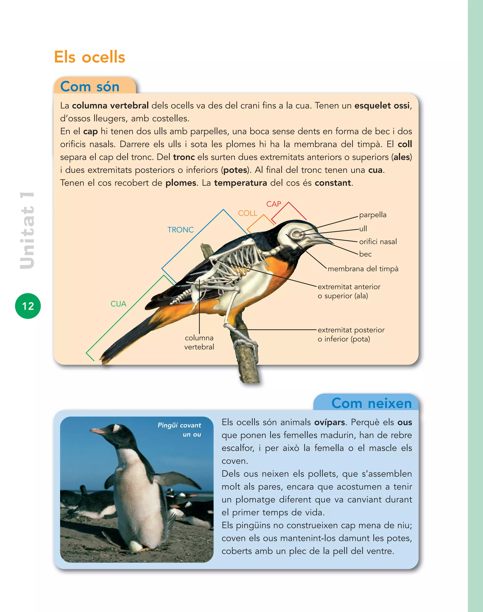12
Els ocells
Com són
La columna vertebral dels ocells va des del crani fins a la cua. Tenen un esquelet ossi,
d’ossos lleugers, amb costelles.
En el cap hi tenen dos ulls amb parpelles, una boca sense dents en forma de bec i dos
orificis nasals. Darrere els ulls i sota les plomes hi ha la membrana del timpà. El coll
separa el cap del tronc. Del tronc els surten dues extremitats anteriors o superiors (ales)
i dues extremitats posteriors o inferiors (potes). Al final del tronc tenen una cua.
Tenen el cos recobert de plomes. La temperatura del cos és constant.
Com neixen
Els ocells són animals ovípars. Perquè els ous
que ponen les femelles madurin, han de rebre
escalfor, i per això la femella o el mascle els
coven.
Dels ous neixen els pollets, que s’assemblen
molt als pares, encara que acostumen a tenir
un plomatge diferent que va canviant durant
el primer temps de vida.
Els pingüins no construeixen cap mena de niu;
coven els ous mantenint-los damunt les potes,
coberts amb un plec de la pell del ventre.
Unitat1
Pingüí covant
un ou
ull
CAP
COLL
CUA
orifici nasal
bec
membrana del timpà
extremitat anterior
o superior (ala)
extremitat posterior
o inferior (pota)
parpella
TRONC
columna
vertebral
 