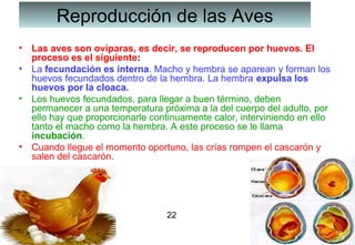 Reproducción de las Aves
• Las aves son ovíparas, es decir, se reproducen por huevos. El
proceso es el siguiente:
• La fecundación es interna. Macho y hembra se aparean y forman los
huevos fecundados dentro de la hembra. La hembra expulsa los
huevos por la cloaca.
• Los huevos fecundados, para llegar a buen término, deben
permanecer a una temperatura próxima a la del cuerpo del adulto, por
ello hay que proporcionarle continuamente calor, interviniendo en ello
tanto el macho como la hembra. A este proceso se le llama
incubación.
• Cuando llegue el momento oportuno, las crías rompen el cascarón y
salen del cascarón.

22
13

 