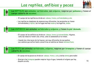 Los reptiles, anfibios y peces
Los REPTILES son animales vertebrados, son ovíparos, respiran por pulmones y tienen el
cuerpo cubierto de escamas.
- El cuerpo de los reptiles se divide en: cabeza, tronco, extremidades y cola.
- Los reptiles se desplazan de maneras muy diferentes, las serpientes no tienen
extremidades y reptan, las tortugas marinas nadan y los lagartos, andan.

Los ANFIBIOS son animales vertebrados y ovíparos, y tienen la piel desnuda.
- El cuerpo de los anfibios se divide en: cabeza, tronco y extremidades. Algunos,
como las ranas no tienen cola; otros, como la salamandra sí la tienen.
- Cuando las crías nacen de los huevos, son muy diferentes de sus padres.
Los cambios que sufren hasta convertirse en adultos se llaman metamorfosis.

Los PECES son animales vertebrados, ovíparos, respiran por branquias y tienen el cuerpo
cubierto de escamas.
- El cuerpo de los peces se divide en: cabeza, tronco, cola y varias aletas para nadar.
- Gracias a las branquias pueden respirar bajo el agua, tomando el oxígeno que hay
disuelto en ella.

15

 