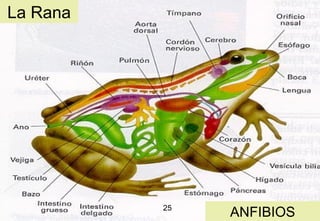 La Rana

25

16

ANFIBIOS

 