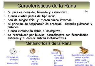 Características de la Rana
Características de la Rana
24
Su pies es desnuda, húmeda y escurridiza.
Tienen cuatro patas de tipo mano.
Son de sangre fría y  tienen sueño invernal.
Al principio su respiración es branquial, después pulmonar y
cutánea.
• Tienen circulación doble e incompleta.
• Se reproducen por huevos, normalmente con fecundación
externa y al crecer sufren metamorfosis.

•
•
•
•

Metamorfosis de la Rana
El huevo se
forma por
fecundación

El huevo se
transforma
en un
embrión

Nace el
renacuajo.
Tiene cola
y respira
por

Cuando se convierte en
adulto, le salen
patas y cola.
Respiran por 18
pulmones y por piel

 
