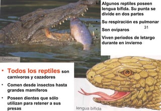 • Algunos reptiles poseen
lengua bífida. Su punta se
divide en dos partes
• Su respiración es pulmonar
• Son ovíparos

31

• Viven periodos de letargo
durante en invierno

• Todos los reptiles son
carnívoros y cazadores
• Comen desde insectos hasta
grandes mamíferos
• Poseen dientes que sólo
utilizan para retener a sus
presas

22

 