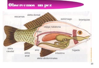 Observemos un pez

23

 