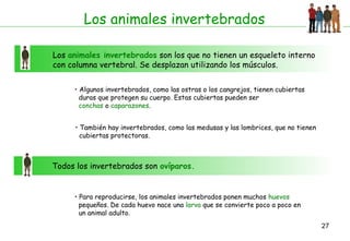 Los animales invertebrados
Los animales invertebrados son los que no tienen un esqueleto interno
con columna vertebral. Se desplazan utilizando los músculos.
• Algunos invertebrados, como las ostras o los cangrejos, tienen cubiertas
duras que protegen su cuerpo. Estas cubiertas pueden ser
conchas o caparazones.
• También hay invertebrados, como las medusas y las lombrices, que no tienen
cubiertas protectoras.

Todos los invertebrados son ovíparos.

• Para reproducirse, los animales invertebrados ponen muchos huevos
pequeños. De cada huevo nace una larva que se convierte poco a poco en
un animal adulto.
27

 