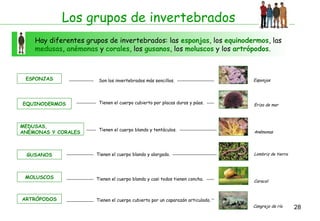 Los grupos de invertebrados
Hay diferentes grupos de invertebrados: las esponjas, los equinodermos, las
medusas, anémonas y corales, los gusanos, los moluscos y los artrópodos.

ESPONJAS

EQUINODERMOS

MEDUSAS,
ANÉMONAS Y CORALES

GUSANOS

MOLUSCOS

ARTRÓPODOS

Son los invertebrados más sencillos.

Esponjas

Tienen el cuerpo cubierto por placas duras y púas.

Erizo de mar

Tienen el cuerpo blando y tentáculos.

Anémonas

Tienen el cuerpo blando y alargado.

Lombriz de tierra

Tienen el cuerpo blando y casi todos tienen concha.

Caracol

Tienen el cuerpo cubierto por un caparazón articulado.
Cangrejo de río

28

 