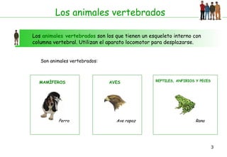 Los animales vertebrados
Los animales vertebrados son los que tienen un esqueleto interno con
columna vertebral. Utilizan el aparato locomotor para desplazarse.
Son animales vertebrados:

MAMÍFEROS

Perro

AVES

Ave rapaz

REPTILES, ANFIBIOS Y PECES

Rana

3

 