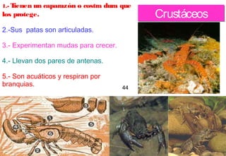 1.- T
ienen un caparazón o

costra dura que

los protege.

Crustáceos

2.-Sus patas son articuladas.
3.- Experimentan mudas para crecer.
4.- Llevan dos pares de antenas.
5.- Son acuáticos y respiran por
branquias.

44

32

 