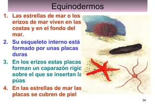 Equinodermos
1. Las estrellas de mar o los
erizos de mar viven en las
costas y en el fondo del
mar.
2. Su esqueleto interno está
formado por unas placas
duras
3. En los erizos estas placas
forman un caparazón rígido
sobre el que se insertan las
púas
4. En las estrellas de mar las
placas se cubren de piel
34

 