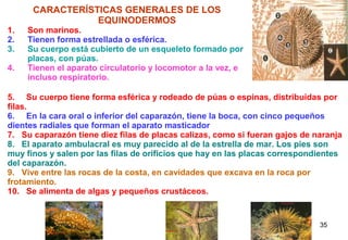 1.
2.
3.
4.

CARACTERÍSTICAS GENERALES DE LOS
EQUINODERMOS

Son marinos.
Tienen forma estrellada o esférica.
Su cuerpo está cubierto de un esqueleto formado por
placas, con púas.
Tienen el aparato circulatorio y locomotor a la vez, e
incluso respiratorio.

5. Su cuerpo tiene forma esférica y rodeado de púas o espinas, distribuidas por
filas.
6. En la cara oral o inferior del caparazón, tiene la boca, con cinco pequeños
dientes radiales que forman el aparato masticador
7. Su caparazón tiene diez filas de placas calizas, como si fueran gajos de naranja
8. El aparato ambulacral es muy parecido al de la estrella de mar. Los pies son
muy finos y salen por las filas de orificios que hay en las placas correspondientes
del caparazón.
9. Vive entre las rocas de la costa, en cavidades que excava en la roca por
frotamiento.
10. Se alimenta de algas y pequeños crustáceos.

35

 