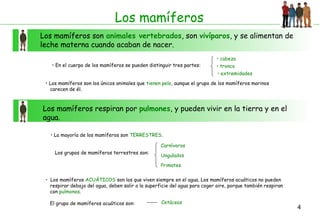 Los mamíferos
Los mamíferos son animales vertebrados, son vivíparos, y se alimentan de
leche materna cuando acaban de nacer.
• En el cuerpo de los mamíferos se pueden distinguir tres partes:

• cabeza
• tronco
• extremidades

• Los mamíferos son los únicos animales que tienen pelo, aunque el grupo de los mamíferos marinos
carecen de él.

Los mamíferos respiran por pulmones, y pueden vivir en la tierra y en el
agua.
• La mayoría de los mamíferos son TERRESTRES.
Carnívoros
Los grupos de mamíferos terrestres son:

Ungulados
Primates

• Los mamíferos ACUÁTICOS son los que viven siempre en el agua. Los mamíferos acuáticos no pueden
respirar debajo del agua, deben salir a la superficie del agua para coger aire, porque también respiran
con pulmones.
El grupo de mamíferos acuáticos son:

Cetáceos

4

 