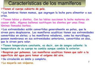 Características de los mamíferos
Características de los mamíferos
Tienen el cuerpo cubierto de pelo.
Las hembras tienen mamas, que segregan la leche para alimentar a sus
crías.
Tienen labios y dientes. Con los labios succionan la leche materna sin
causar daño. Algunas ballenas sustituyen los dientes por unas finas
láminas llamadas barbas.
Las extremidades están convertidas generalmente en patas, que le
sirven para desplazarse. Los mamíferos acuáticos tienen sus extremidades
convertidas en aletas; y los mamíferos voladores, como los murciélagos,
poseen membranas en sus extremidades anteriores, convertidas en alas,
que le sirven para volar.
Tienen temperatura constante, es decir, son de sangre caliente: la
temperatura de su cuerpo no cambia aunque cambie la exterior. 
Respiran por pulmones. Los mamíferos acuáticos tienen que salir a la
superficie del agua para tomar el oxígeno del aire.
Su circulación es doble y completa.
7
La mayoría son vivíparos.

 