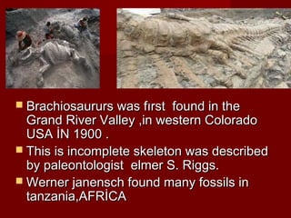  Brachiosaururs was fırst found in theBrachiosaururs was fırst found in the
Grand River Valley ,in western ColoradoGrand River Valley ,in western Colorado
USA İN 1900 .USA İN 1900 .
 This is incomplete skeleton was describedThis is incomplete skeleton was described
by paleontologist elmer S. Riggs.by paleontologist elmer S. Riggs.
 Werner janensch found many fossils inWerner janensch found many fossils in
tanzania,AFRİCAtanzania,AFRİCA
 