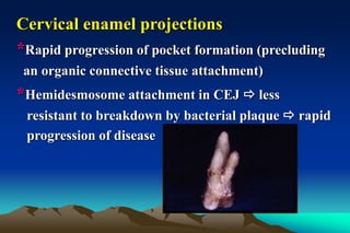 Cervical enamel projections
*Rapid progression of pocket formation (precluding
an organic connective tissue attachment)
*Hemidesmosome attachment in CEJ  less
resistant to breakdown by bacterial plaque  rapid
progression of disease
 