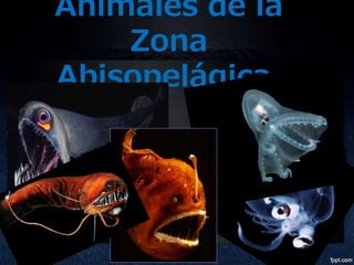 Animales de la 
Zona 
Abisopelágica. 
 