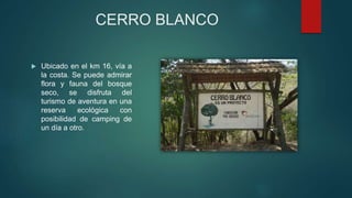 CERRO BLANCO
 Ubicado en el km 16, vía a
la costa. Se puede admirar
flora y fauna del bosque
seco, se disfruta del
turismo de aventura en una
reserva ecológica con
posibilidad de camping de
un día a otro.
 