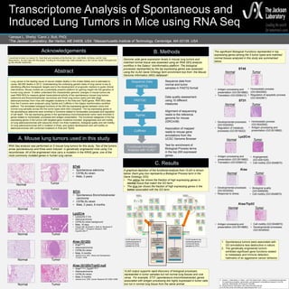 Transcriptome Analysis of Spontaneous and
Induced Lung Tumors in Mice using RNA Seq
2Janaya L. Shelly| 1Carol J. Bult, PhD|
1The Jackson Laboratory, Bar Harbor, ME 04609, USA 2Massachusetts Institute of Technology, Cambridge, MA 02139, USA
Abstract
Lung cancer is the leading cause of cancer-related deaths in the United States and is estimated to
cause 160,000 deaths in 2013. Understanding the underlying genetic basis of lung cancer is key to
identifying effective therapeutic targets and to the development of prognostic markers to guide clinical
interventions. Mouse models are a potentially powerful platform for gaining insight into the genetics of
human lung cancer. To better understand the characteristic genomic changes in mouse tumors we
used RNA SEQ to measure global transcriptional activity of two spontaneous mouse lung tumors
(adenoma and Bronchioloalveolar carcinoma) and three lung tumors (early and late stage
adenocarcinomas) from mice with targeted mutations in the Kras and Trp53 genes. RNA SEQ data
from the 5 tumors were analyzed using TopHat and Cufflinks in the Galaxy bioinformatics workflow
platform. The annotated biological functions of the 200 top expressing genes between tumor and
normal lung samples across the five tumor types were then compared. The top expressing genes in
the spontaneous adenoma were enriched in functions related to homeostatic processes and regulation
of cell death. The top expressing genes in the spontaneous bronchioloalveolar tumor were enriched in
genes related to homeostatic processes and antigen presentation. The functional categories of the top
expressing genes in the tumors with targeted gene mutations included: angiogenesis and cell motility
(in lung adenocarcinomas with lysozyme driven Cre Kras mutations), biological quality and cell motility
(in lung adenocarcinomas with a mutation in Kras), and system development and cell motility (in
adenocarcinomas with combined mutations in Kras and Trp53).
A. Mouse lung tumors used in this study
B. Methods
C. Results
VLAD results for top
expressing genes in
normal and tumor
samples for ST45
VLAD results for top
expressing genes in
normal and tumor
samples for ST31
Kras (G12D)
• Krastm4Tyj
• Adenocarcinoma
• C57BL/6J strain
• Male, 6 months
• Jackson et al. 2001. Genes and Development
15:3243 –3248
ST31
• Spontaneous Bronchioloalveolar
carcinoma
• C57BL/6J strain
• Male, 2 years, 8 months
Kras (G12D)/Trp53 null
• Krastm4Tyj/J;Trp53tm1Brn/J
• Adenocarcinoma
• C57BL/6J strain
• Male, 6 months
• Jackson et al. 2005. Cancer Research 65:10280-10288
Lyz2Cre
• Lysozyme 2 Cre
• Adenocarcinoma
• C57BL/6J strain background
• Male, 18 days
• Clausen BE, Burkhardt C, Reith W, Renkawitz R
and Forster I. Transgenic Research 1999
Aug;8(4):265-77
ST45
• Spontaneous adenoma
• C57BL/6J strain
• Male, 3 years
Normal Tumor
Normal
Normal
Normal
Normal
Tumor
Tumor
Tumor
Tumor
Acknowledgements
I would like to thank my mentor, Dr. Carol Bult and members of the Bult lab: Drs. Julie Wells, Jill Recla, and Mr. Kyle
Beauchemin, for their help with this project. Funding for this project was made possible by a JAX Cancer Center Pilot grant and
by NIH NHGRI HG007053.
The significant Biological Functions represented in top
expressing genes among the 5 tumor types and matched
normal tissues analyzed in this study are summarized
below.
Kras
ST31
Kras/Trp53
Lyz2Cre
ST45
Normal Tumor
• Antigen processing and
presentation (GO:0019882)
• Translation (GO:0006412)
• Homeostatic process
(GO:0042592)
• Regulation of apoptotic process
(GO:0042981)
• Developmental processes
(GO:0032502)
• Regulation of metabolic
processes (GO:0019222)
• Antigen processing and
presentation (GO:0019882)
• Translation (GO:0006412)
• Angiogenesis
(GO:0001525)
• Cell motility (GO:0048870)
• Developmental processes
(GO:0032502)
• Response to stress
• Biological quality
(GO:0065008)
• Cell motility (GO:0048870)
• Antigen processing and
presentation (GO:0019882)
• Cell motility (GO:0048870)
• Developmental processes
(GO:0032502)
• Homeostatic process
(GO:0042592)
• Antigen processing and
presentation (GO:0019882)
Normal Tumor
Normal Tumor
Normal Tumor
Normal Tumor
Genome wide gene expression levels in mouse lung tumors and
matched normal tissue was assessed using an RNA SEQ analysis
workflow in the Galaxy1 bioinformatics platform. The biological
processes represented by the top expressing genes was assessed
using the VLAD Gene Ontology term enrichment tool from the Mouse
Genome Informatics (MGI) database2.
A graphical depiction of the functional analysis from VLAD is shown
below. Each grey box represents a Biological Process term in the
Gene Ontology (GO).
• The yellow bar shows the fraction of high expressing genes in
normal tissue that match the GO term.
• The blue bar shows the fraction of high expressing genes in the
tumor associated with the GO term.
1. Spontaneous tumors were associated with
GO annotations less destructive in nature.
2. The genetically engineered tumors
exhibited significant gene functions related
to metastasis and immune detection,
hallmarks of an aggressive cancer behavior.
Sequence Data
(FASTQ)
FASTQC
TopHat
Cufflinks
Functional Annotation
Analysis with VLAD 3
Data quality assessment
using 10 different
measures
Alignment of sequencing
reads to the reference
genome for mouse
(GRCm38)
Association of mapped
reads to mouse gene
annotations from the
UCSC Genome Browser
Test for enrichment of
Biological Process terms
in the top 200 expressed
genes .
Sequence data from
normal and tumor
samples in FASTQ format
RNA Seq analysis was performed on 5 mouse lung tumors for this study. Two of the tumors
arose spontaneously and three were induced in genetically engineered mice using Cre
recombinase. All of the engineered mice carry a mutation in the KRAS gene, one of the
most commonly mutated genes in human lung cancer.
1) Goecks, J, Nekrutenko, A, Taylor, J and The Galaxy Team. Galaxy: a comprehensive approach
for supporting accessible, reproducible, and transparent computational research in the life
sciences. Genome Biol. 2010 Aug 25;11(8):R86
2) Mouse Genome Informatics; http://www.informatics.jax.org
3) VLAD http://proto.informatics.jax.org/prototypes/vlad-1.0.3/
GO: 0010941
regulation of
cell death
GO: 0043067
regulation of
programmed cell
death
GO: 0042981
regulation of
apoptotic process
GO:0019884
antigen
processing and
presentation of
exogenous antigen
GO:0002478
antigen
processing and
presentation of
exogenous
peptide antigen
VLAD output supports rapid discovery of biological processes
represented in tumor samples but not normal lung tissues and vice
versa. For example, ST31 (spontaneous bronchioloalveolar) genes
associated with antigen processing are highly expressed in tumor cells
but not in normal lung tissue from the same animal.
 