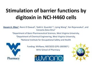 Stimulation of barrier functions by
digitoxin in NCI-H460 cells
Hosam A. Elbaz1, Reem El Dawud2, Todd A. Stueckle1,3, Liying Wang3, Yon Rojanasakul1, and
Cerasela Zoica Dinu2
1Department of Basic Pharmaceutical Sciences, West Virginia University,
2Department of Chemical Engineering, West Virginia University,
3National Institute for Occupational Safety and Health
Funding: WVNano, NSF/SEED (EPS-1003907 )
WVU School of Pharmacy
 