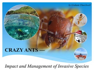 CRAZY ANTS —
Impact and Management of Invasive Species
by Graham Churchwell
 