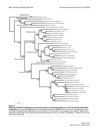 BMC Evolutionary Biology 2006, 6:99                                               http://www.biomedcentral.com/1471-2148/6/99




                 Zygomycota
                                             Rhizopus oryzae
            Basidiomycota                           Ustilago maydis
               100                                  Cryptococcus neoformans
                  100                                Phanerochaete chrysosporium
           Hymenomycetes 100                       Coprinus cinereus
                                                     Schizosaccharomyces pombe
                                          100
                                                                  Histoplasma capsulatum
                       Eurotiomycetes
                                                                Uncinocarpus reesii
                                                 100         Coccidioides immitis
                                      100       100           Aspergillus nidulans
                                                           Aspergillus fumigatus
                                            100              Aspergillus oryzae
                     Pezizomycotina              100       Aspergillus terreus
             100                100                                Stagonospora nodorum
                                                                             Magnaporthe grisea
                                                      100
                                                                            Neurospora crassa
                                                           100                 Podospora anserina
                                     100
                        Sordariomycetes        100
                                                               100                Chaetomium globosum
                                                                         Trichoderma reesei
                 100                                   100                  Fusarium verticillioides
                                          100
                                                              100             Fusarium graminearum
         Ascomycota                                  100      Botrytis cinerea
                                      Leotiomycetes            Sclerotinia sclerotiorum
                                                                 Yarrowia lipolytica
                                                                                 Candida lusitaniae
                                                          100                             Candida guilliermondii
                           100                     CTG        60                 Debaryomyces hansenii
                                                     100                             Candida parapsilosis
              Saccharomycotina
                                                            100                       Candida tropicalis
                                                                  100            Candida dubliniensis
                                                                       100       Candida albicans
                                       100
                                                                                      Saccharomyces castellii
                                                              WGD
                                                                 100
                                                                                          Candida glabrata
                                                                     90
                                                                                           Saccharomyces bayanus
                                                                                                Saccharomyces kudriavzevii
                                                                                 100
                                                         100                                Saccharomyces mikatae
                                                                                    60
                                                                                     100    Saccharomyces cerevisiae
                                                                                      100    Saccharomyces paradoxus
                                                               70                   Kluyveromyces waltii
                                                                                     Saccharomyces kluyveri
                                                             70                            Ashbya gossypii
                                                                100                    Kluyveromyces lactis
               0.1

Figure 2
Maximum likelihood phylogeny reconstructed using a concatenated alignment of 153 universally distributed fungal genes
Maximum likelihood phylogeny reconstructed using a concatenated alignment of 153 universally distributed
fungal genes. The concatenated alignment contains 42 taxa and exactly 38,000 amino acid positions. The optimum model
according to ModelGenerator [85] was found to be WAG+I+G. The number of rate categories was 4 (alpha = 0.83) and the
proportion of invariable sites was approximated at 0.20. Bootstrap scores for all nodes are displayed. S. castellii is found at the
base of the WGD node.




                                                                                                                         Page 6 of 15
                                                                                                   (page number not for citation purposes)
 