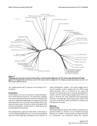 BMC Evolutionary Biology 2006, 6:99                                                               http://www.biomedcentral.com/1471-2148/6/99



                                                                  Coprinus cinereus
                                          Phanerochaete chrysosporium         Ustilago maydis
                                    Cryptococcus neoformans
                                                                                         Schizosaccharomyces pombe
                                     Rhizopus oryzae

                                                                                                    Yarrowia lipolytica




                                                                                                            Candida parapsilosis
                                                                                                                      Candida dubliniensis
                                                                                                                            Candida albicans
                                                                                                                                 Candida tropicalis
                  Magnaporthe grisea
                                                                                                                                        Candida guilliermondii
             Neurospora crassa
          Podospora anserina                                                                                                             Debaryomyces hansenii
   Chaetomium globosum
                                                                                                                                             Candida lusitaniae
  Fusarium graminearum
Fusarium verticillioides

     Trichoderma reesei


              Botrytis cinerea                                                                                                                 Ashbya gossypii
         Sclerotinia sclerotiorum
                                                                                                                                         Saccharomyces kluyveri
                                                                                                                                         Kluyveromyces waltii
           Stagonospora nodorum
                                                                                                                                        Kluyveromyces lactis
                 Aspergillus nidulans
                  Aspergillus fumigatus                                                                                              Candida glabrata
                          Aspergillus terreus
                               Aspergillus oryzae                                                                                 Saccharomyces castellii
                              Uncinocarpus reesii
                                     Coccidioides immitis                                                              Saccharomyces cerevisiae
                                                             Histoplasma capsulatum                                   Saccharomyces paradoxus
                                                                                                                     Saccharomyces mikatae
                                                                                                                  Saccharomyces bayanus
                                                                                                                 Saccharomyces kudriavzevii

Figure 4
Phylogenetic network reconstructed using a concatenated alignment of 153 universally distributed fungal genes
Phylogenetic network reconstructed using a concatenated alignment of 153 universally distributed fungal
genes. The NeighborNet method was used to infer splits within the alignment. For display purposes bootstrap scores are not
shown [see additional file 5].


of C. guilliermondii with D. hansenii to the exclusion of C.                      robust phylogenetic markers. Our results suggest that it
lusitianiae.                                                                      may be possible to piece together the tree of life using
                                                                                  whole genomes. This is of interest as we expect the
Conclusion                                                                        number of available genomes to increase substantially in
In this study we set out to reconstruct a fungal phylogeny                        tandem with new sequencing strategies [64], which con-
from whole genome sequences. Two alternative strategies                           tinue to decrease the costs associated with sequencing.
were chosen (supertrees and concatenated methods), and                            However, our study also shows that certain nodes of the
overall we observed a high degree of congruence between                           tree (such as the WGD clade) are difficult to resolve even
both approaches. We recovered robust fungal, phyla, sub-                          with genome scale data.
phyla and class clades. Overall our inferences agreed with
previous phylogenetic studies based on single genes and                           Methods
morphological characteristics.                                                    Sequence data
                                                                                  The fungal database used in this analysis consisted of 42
The phylogenomic approach undertaken in this study is                             genomes (Table 1). Of these 28 are complete and gene
novel in fungal phylogenetics as it circumvents problems                          datasets are available. Gene annotation for genomes with
associated with single gene phylogenies and selection of                          no annotations was performed using two separate


                                                                                                                                                Page 9 of 15
                                                                                                                          (page number not for citation purposes)
 