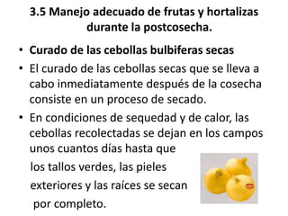 3.5 Manejo adecuado de frutas y hortalizas
durante la postcosecha.
• Curado de las cebollas bulbiferas secas
• El curado de las cebollas secas que se lleva a
cabo inmediatamente después de la cosecha
consiste en un proceso de secado.
• En condiciones de sequedad y de calor, las
cebollas recolectadas se dejan en los campos
unos cuantos días hasta que
los tallos verdes, las pieles
exteriores y las raíces se secan
por completo.
 