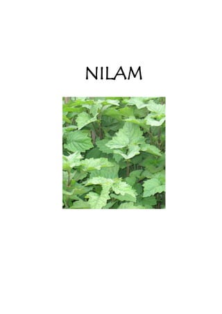 NILAM 
 