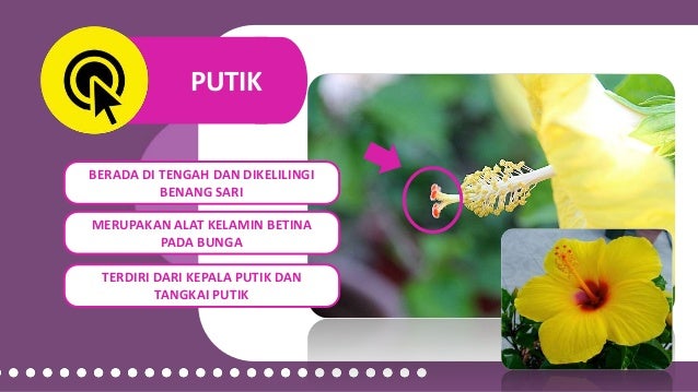 Ciri Ciri Bunga Sempurna Dan Tidak Sempurna