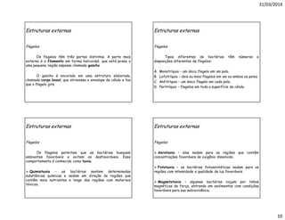 31/03/2014
10
Estruturas externas
Flagelos
Os flagelos têm três partes distintas. A parte mais
externa é o filamento em forma helicoidal, que está preso a
uma pequena região espessa chamada gancho.
O gancho é ancorado em uma estrutura elaborada,
chamada corpo basal, que atravessa o envelope da célula e faz
que o flagelo gire.
Estruturas externas
Flagelos
Tipos diferentes de bactérias têm números e
disposições diferentes de flagelos:
A. Monotríquia – um único flagelo em um polo.
B. Lofotríquia – dois ou mais flagelos em um ou ambos os polos.
C. Anfitríquia – um único flagelo em cada polo.
D. Peritríquia – flagelos em toda a superfície da célula.
Estruturas externas
Flagelos
Os flagelos permitem que as bactérias busquem
ambientes favoráveis e evitem os desfavoráveis. Esse
comportamento é conhecido como taxia.
Quimiotaxia – as bactérias sentem determinadas
substâncias químicas e nadam em direção às regiões que
contêm mais nutrientes e longe das regiões com materiais
tóxicos.
Estruturas externas
Flagelos
Aerotaxia – elas nadam para as regiões que contêm
concentrações favoráveis de oxigênio dissolvido.
Fototaxia – as bactérias fotossintéticas nadam para as
regiões com intensidade e qualidade de luz favoráveis.
Magnetotaxia – algumas bactérias viajam por linhas
magnéticas de força, entrando em sedimentos com condições
favoráveis para sua sobrevivência.
 