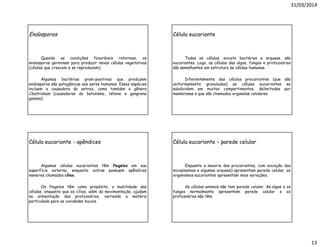 31/03/2014
13
Endosporos
Quando as condições favoráveis retornam, os
endosporos germinam para produzir novas células vegetativas
(células que crescem e se reproduzem).
Algumas bactérias gram-positivas que produzem
endosporos são patogênicas aos seres humanos. Essas espécies
incluem a causadora do antraz, como também o gênero
Clostridium (causadores do botulismo, tétano e gangrena
gasosa).
Célula eucarionte
Todas as células, exceto bactérias e arqueas, são
eucariontes. Logo, as células das algas, fungos e protozoários
são semelhantes em estrutura às células humanas.
Diferentemente das células procariontes (que são
uniformemente granuladas) as células eucariontes se
subdividem em muitos compartimentos, delimitados por
membranas e que são chamados organelas celulares.
Célula eucarionte - apêndices
Algumas células eucariontes têm flagelos em sua
superfície externa, enquanto outras possuem apêndices
menores chamados cílios.
Os flagelos têm como propósito, a mobilidade das
células, enquanto que os cílios, além da movimentação, ajudam
na alimentação dos protozoários, varrendo a matéria
particulada para as cavidades bucais.
Célula eucarionte – parede celular
Enquanto a maioria dos procariontes, com exceção dos
micoplasmas e algumas arqueas) apresentam parede celular, os
organismos eucariontes apresentam mais variações.
As células animais não tem parede celular. As algas e os
fungos normalmente apresentam parede celular e os
protozoários não têm.
 