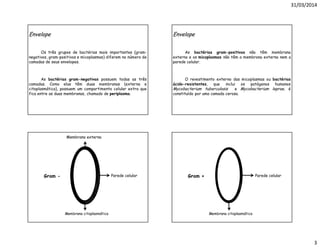 31/03/2014
3
Envelope
Os três grupos de bactérias mais importantes (gram-
negativos, gram-positivos e micoplasmas) diferem no número de
camadas de seus envelopes.
As bactérias gram-negativas possuem todas as três
camadas. Como elas têm duas membranas (externa e
citoplasmática), possuem um compartimento celular extra que
fica entre as duas membranas, chamado de periplasma.
Envelope
As bactérias gram-positivas não têm membrana
externa e os micoplasmas não têm a membrana externa nem a
parede celular.
O revestimento externo das micoplasmas ou bactérias
ácido-resistentes, que inclui os patógenos humanos
Mycobacterium tuberculosis e Mycobacterium leprae, é
constituído por uma camada cerosa.
Membrana externa
Parede celular
Membrana citoplasmática
Gram - Parede celular
Membrana citoplasmática
Gram +
 