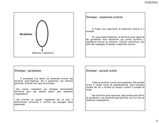 31/03/2014
4
Membrana citoplasmática
Micoplasma
Envelope – membrana externa
A função mais importante da membrana externa é a
proteção.
Por causa dessa membrana, as bactérias gram-negativas
são geralmente mais resistentes que outras bactérias a
substâncias tóxicas do ambiente, incluindo antibióticos, pois
estes não conseguem atravessar a membrana externa.
Envelope – periplasma
O periplasma fica dentro da membrana externa das
bactérias gram-negativas. Ele é preenchido com material
gelatinoso, incluindo dois tipos de proteínas:
- Uma enzima: responsável por decompor determinados
nutrientes para que possam passar pela membrana
citoplasmática.
- Uma proteína de ligação: responsável por se ligar a
determinados nutrientes e facilitar sua passagem pelas
membranas.
Envelope – parede celular
Todas as bactérias, exceto os micoplasmas, têm paredes
fortes e rígidas feitas de peptideoglicano. Suas principais
funções são dar o formato às células e resistir à pressão de
turgor.
Nas bactérias gram-negativas, essa parede está dentro
do periplasma e nas bactérias gram-positivas, ela fica fora da
membrana citoplasmática.
 